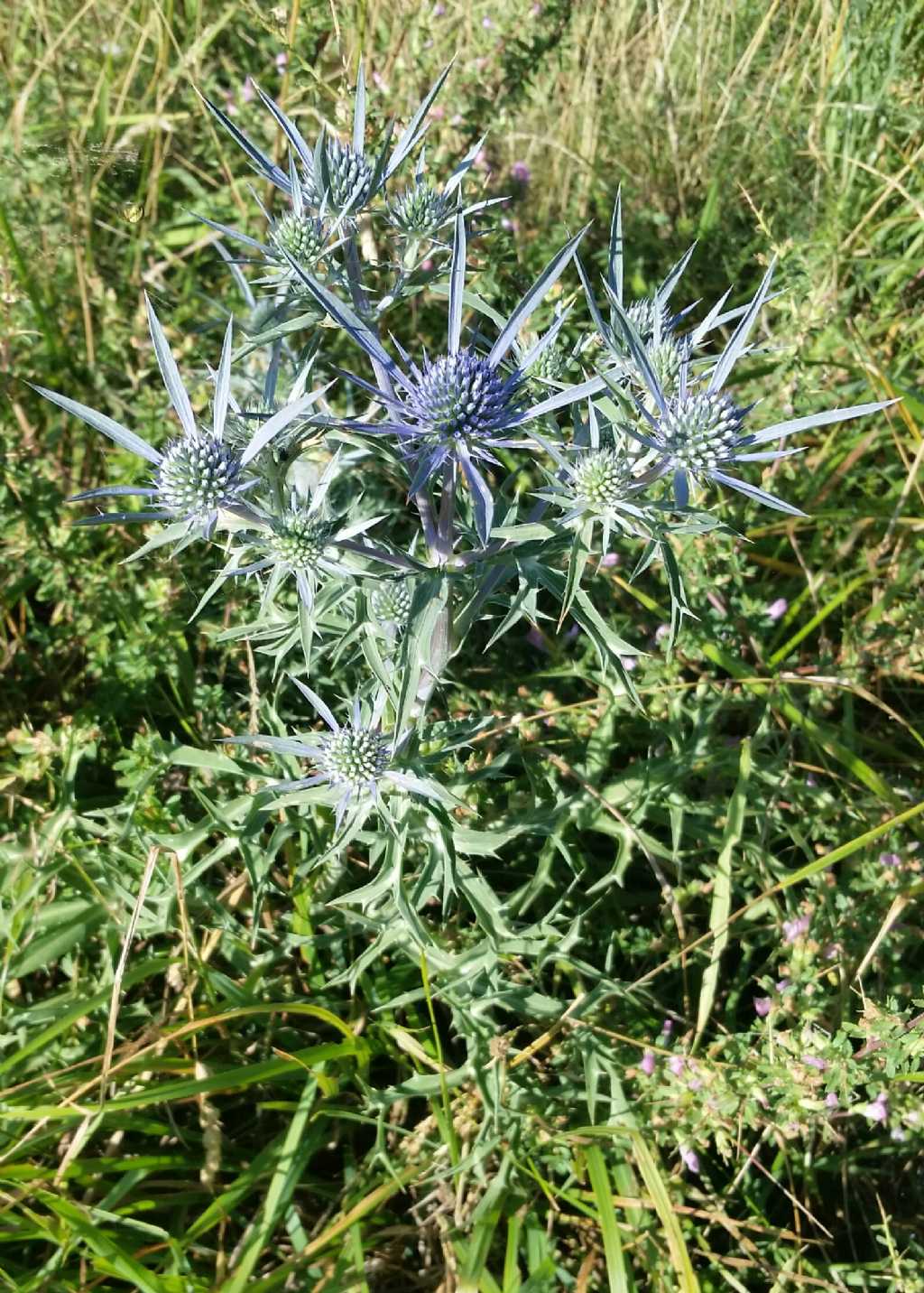 Eryngium amethistinum